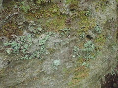 Psoromidium aleuroides