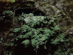 Psoromidium aleuroides