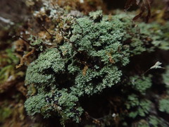 Psoromidium aleuroides