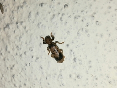 Pelonium maculicolle