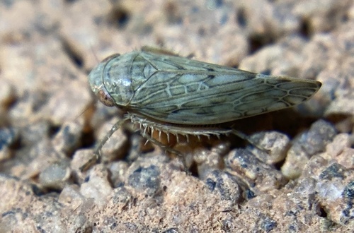 iNaturalist observation photo of Acinopterus
