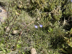 Wahlenbergia saxicola