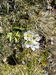 Gentianella diemensis