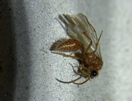 iNaturalist observation photo of Nocturnal velvet ants