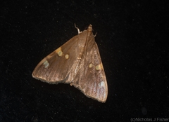 Rehimena leptophaes
