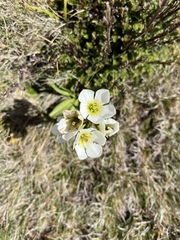 Gentianella diemensis