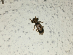 Pelonium maculicolle
