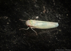 Cofana spectra
