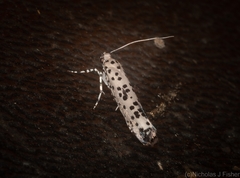 Yponomeuta pustulellus