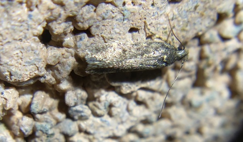 iNaturalist observation photo of Gelechiini