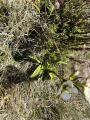 Gentianella diemensis