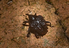 Hybophorus rufotuberosus