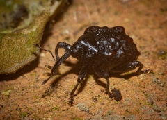 Hybophorus rufotuberosus