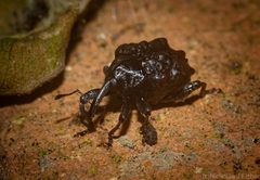 Hybophorus rufotuberosus