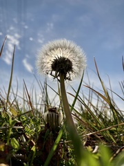 Taraxacum officinale