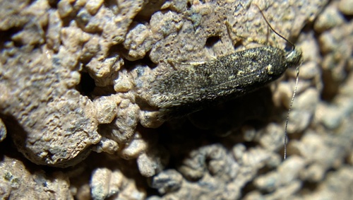iNaturalist observation photo of Gelechiini