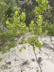Persoonia cornifolia