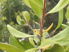 Persoonia cornifolia