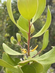 Persoonia cornifolia