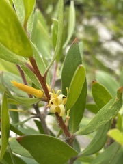Persoonia cornifolia