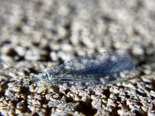iNaturalist observation photo of Eremochrysa punctinervis