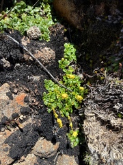 Ourisia integrifolia