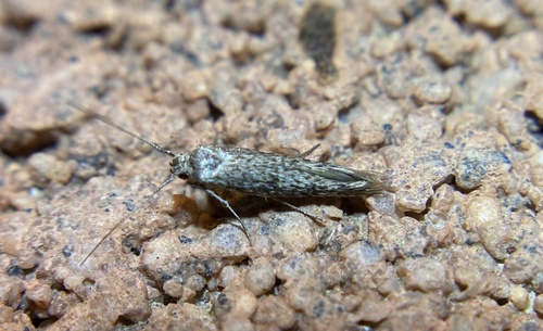 iNaturalist observation photo of Ermine Moths and Allies