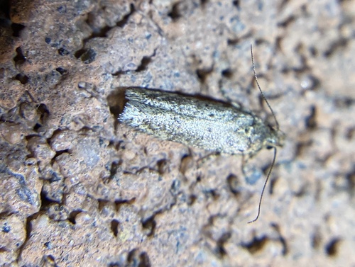 iNaturalist observation photo of Butterflies and Moths