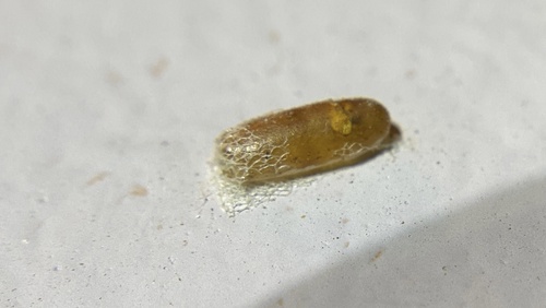 iNaturalist observation photo of Insects