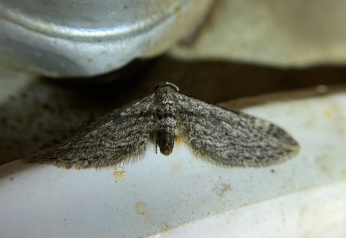 iNaturalist observation photo of Glaucina