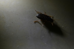 Harpalus tridens