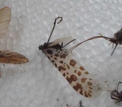 Semblis phalaenoides