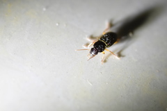 Harpalus tridens