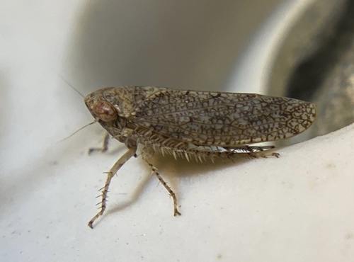 iNaturalist observation photo of Excultanus