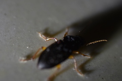 Harpalus tridens
