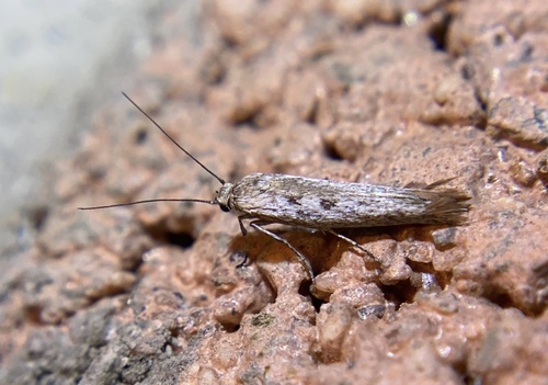 iNaturalist observation photo of Curved-horn Moths
