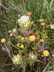 Castilleja ambigua insalutata