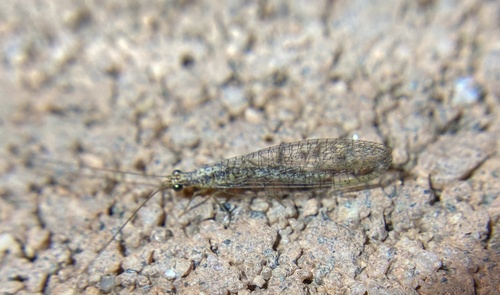 iNaturalist observation photo of Eremochrysa punctinervis