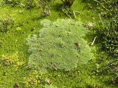 Pterygopappus lawrencei