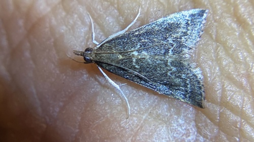 iNaturalist observation photo of Frosted Pyrausta