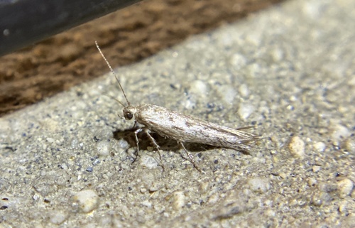 iNaturalist observation photo of Curved-horn Moths