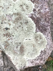 Xanthoparmelia plittii