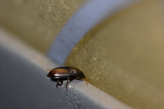 Harpalus sinicus