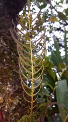 Blechnum attenuatum