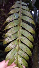 Blechnum attenuatum