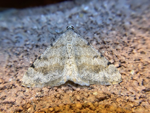 iNaturalist observation photo of Creosote Moth