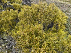 Orites acicularis