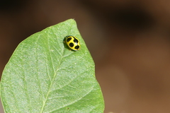 Oenopia sauzeti