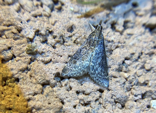 iNaturalist observation photo of Frosted Pyrausta