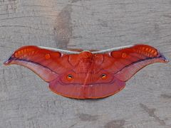 Antheraea assamensis